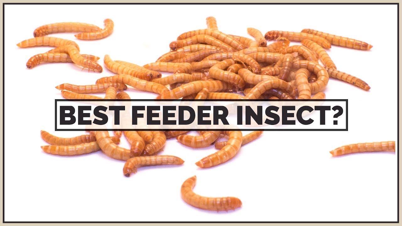 Crickets VS Mealworms VS Dubia Roaches