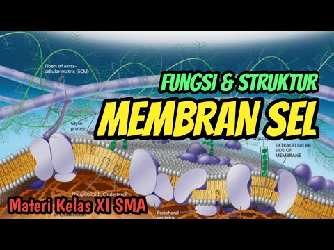 Video: Apakah fungsi membran sitoplasma?