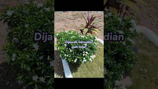 Download Lagu Istighfar Untuk Ayah Ibu Di Alam Kubur - Ustaz Adi Hayat MP3