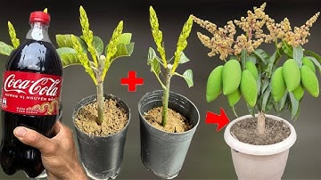 LATEST TECHNIQUE for propagating mangoes using rice and coca cola