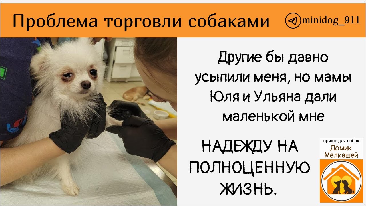 ДИСПЛАЗИЯ ТАЗОБЕДРЕННЫХ СУСТАВОВ У СОБАК. ДОМИК МЕЛКАШЕЙ - YouTube