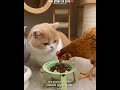 Sad Story Of Cats emotional cat shorts petlovers kitten ytshorts trending mp3