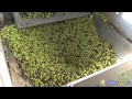 La trituration des olives