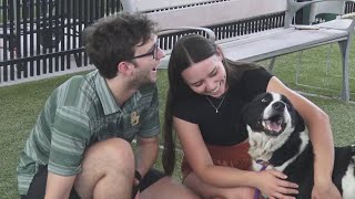 Waco animal shelter facing critical space crisis