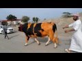 Bull Butting in Fujairah مناطحة الثيران في الفجيرة