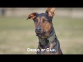 Crixus of gaul an amazing doberman pinscher belgian malinois mix