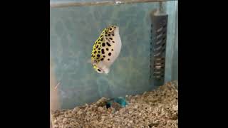 ミドリフグの元気な食事 Green spotted pufferfish eating in high spirits.