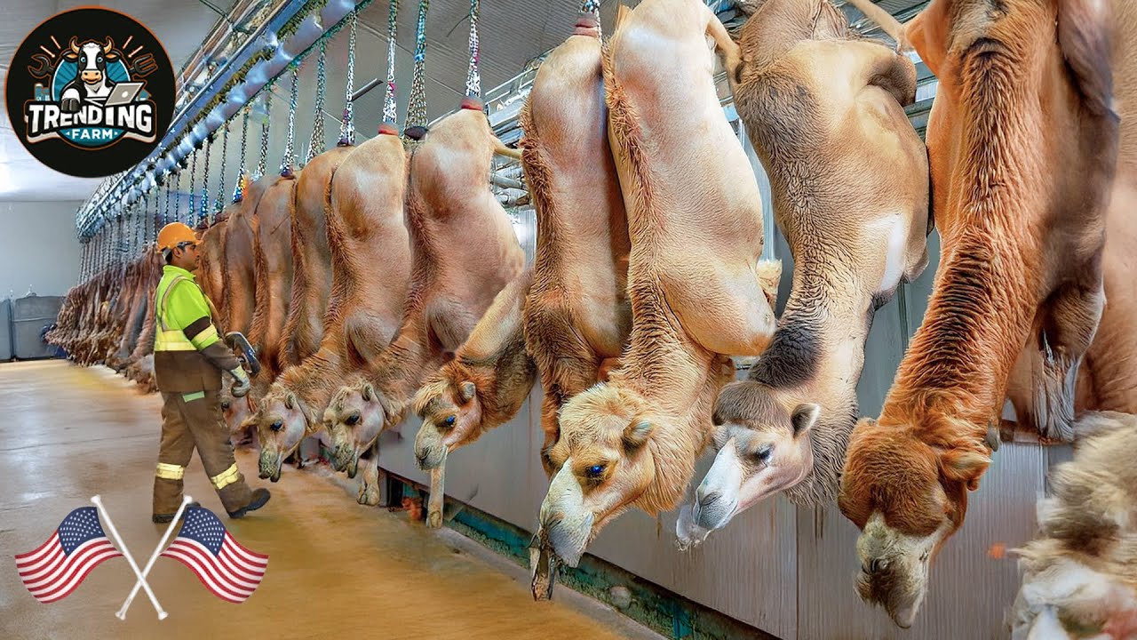 Camel Processing Inside The Camel Processing Industry - How Advanced Machinery Changes ...