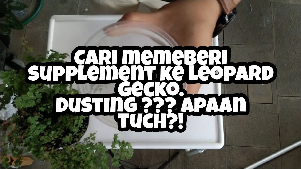 cara-kasi-supplement-kalsium-vitamin-untuk-leopard-gecko-dengan-metode