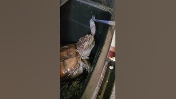 Cá sặc cẩm thạch chết đành làm mồi cho Rùa Common siêu to