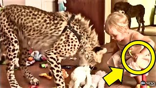 Dad Bursts Into Tears When He Saw Wild Cheetah Inside His Little Daughter Room