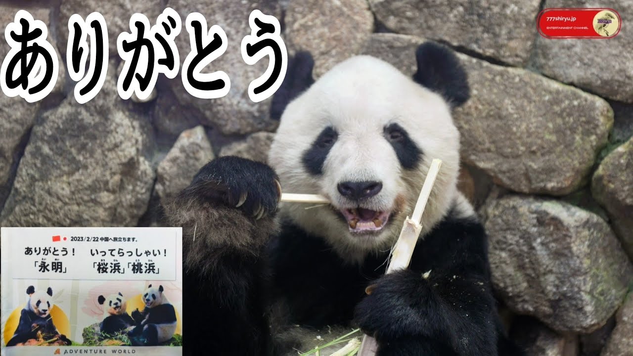 パンダ🐼】アドベンチャーワールド①永明🐼桜浜🐼桃浜🐼中国返還