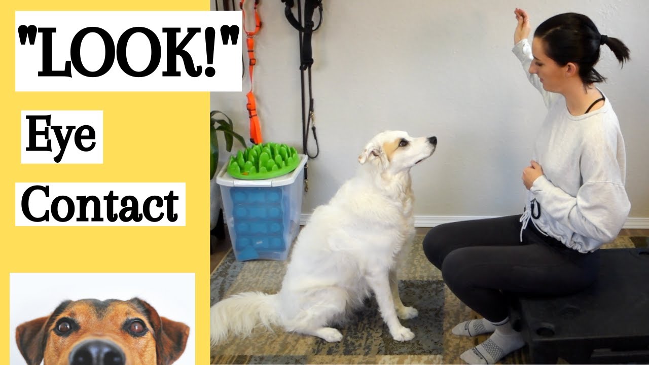 "Look!" Teach Your Dog Eye Contact YouTube