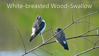 White-breasted Wood-Swallow (in 4K)