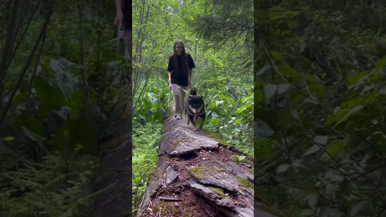 Rain and bridge to Terabithia 