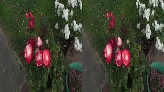 20140624 More Luton Lewsey June Flowers hsbs 3D