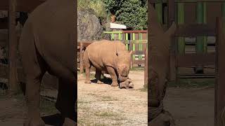 Rinoceronte jugando con un tronco 🦏 - Parque de Cabarceno (Cantabria-España)