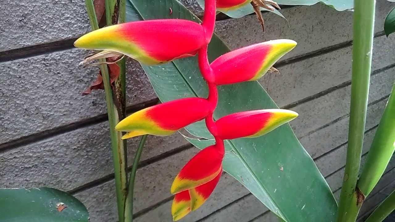 Pesona Tanaman Hias Bunga Pisang Pisangan Heliconia Rostrata Di Depan Rumah Yang Menawan Youtube