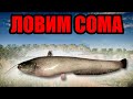 РР4 СТРИМ • НА МОРЕ РЕДКУЮ ПОЙМАЛИ - ДАЛЬШЕ ЛОВИМ СОМА •  РУССКАЯ РЫБАЛКА 4