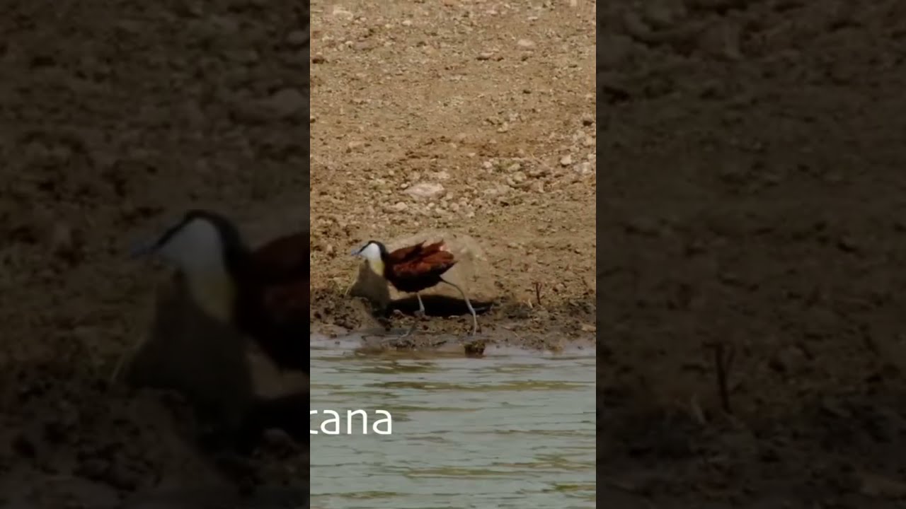 Best Dad Award Goes To The African Jacana