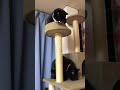 気づいてほしい😊白黒猫ざきおtuxedocat🐈⬛黒猫バロンblackcat