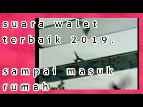 suara-tarik-walet-terbaik-burung-walet-sampai-masuk-rumah