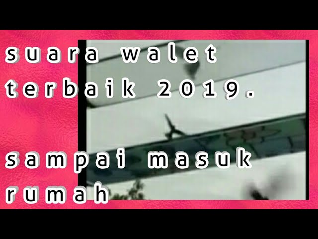 Suara tarik walet terbaik burung walet sampai masuk rumah class=