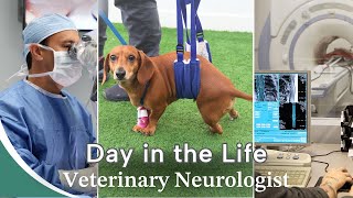Day in the Life of a Vet Neurologist || First-Time Seizure Episodes, IVDD in Dachshunds, and More!
