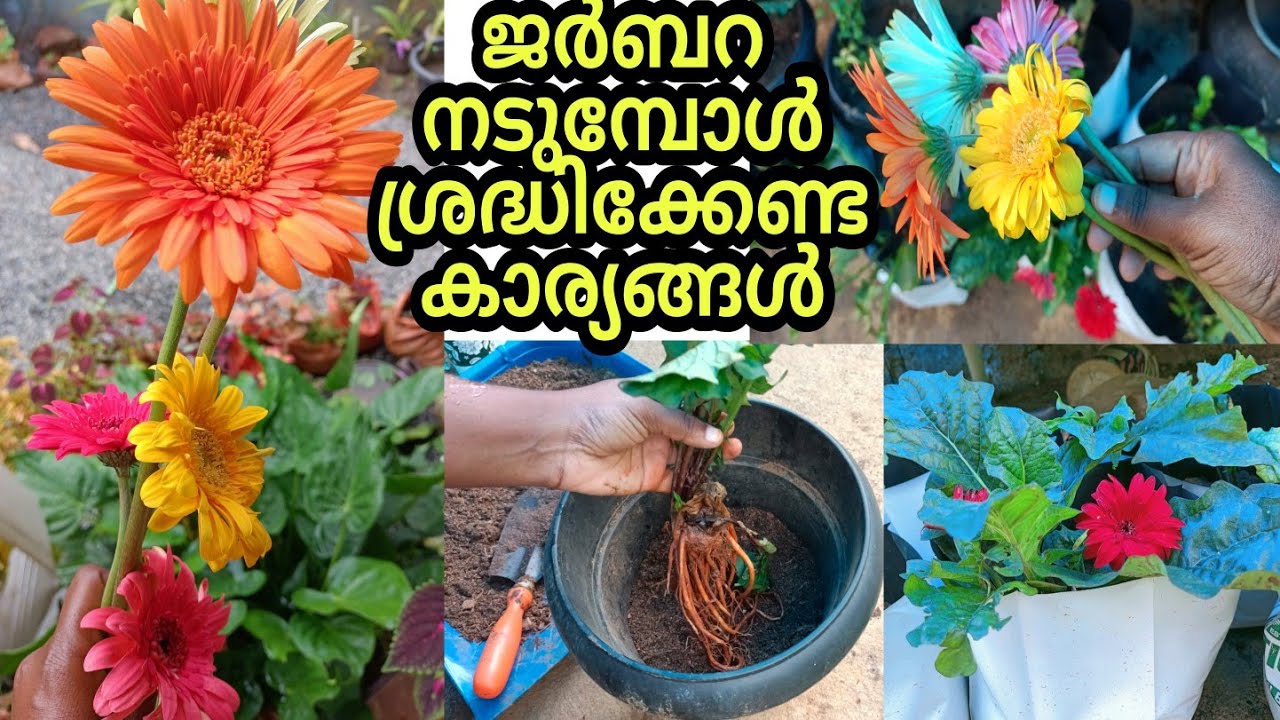 ജർബറ മാറ്റി നടുന്ന ശരിയായ രീതി | Gerbera Potting Mix and Re Potting Method Wayanadan Touch