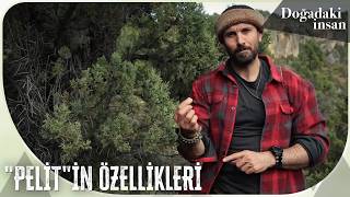 Ardıç Ağacı Ve Meyvesinin Pelit Özellikleri Doğadaki İnsan 78. Bölüm