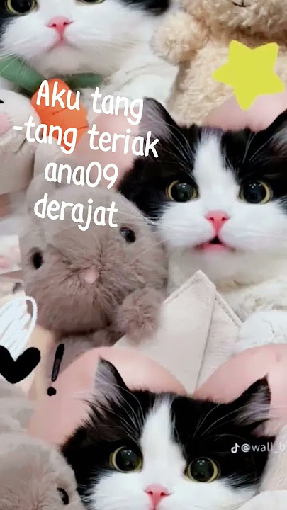 ayo siapa takut