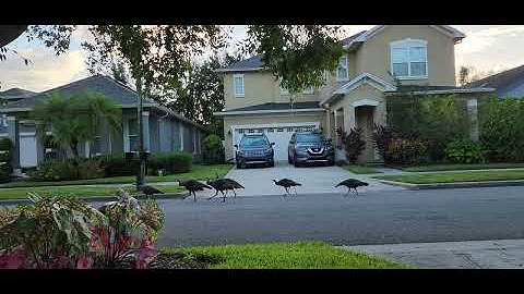 Turkeys on Parade 🦃🦃🦃