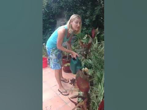 My shower bucket saves 3-5L of water per day. I use it to water my garden &  general cleaning, or let it sit for 24 hours so it's suitable for thirsty  house