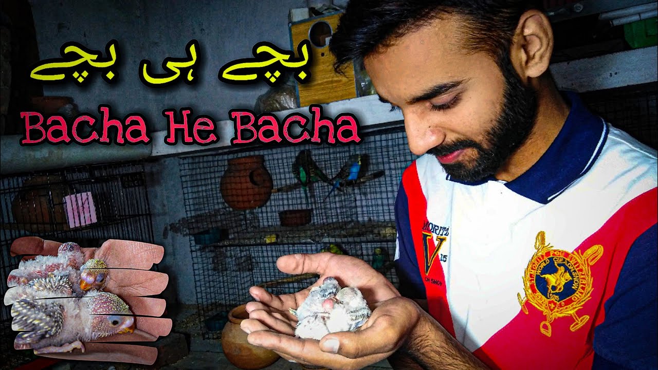 Australian Parrots Breeding Progress | Finches Breeding Progress | Cocktail Breeding Progress