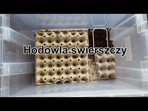 Wideo: Jak Otworzyć Hodowlę