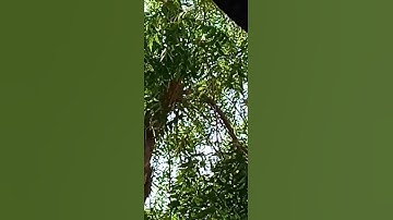 سجدة تلاوة من سورة الحج
