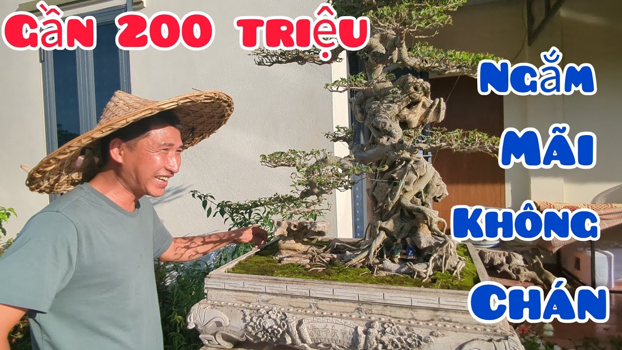 Ngắm mãi k chán cây Sanh Bám Đá gần 200 triệu và toàn cảnh hàng trăm tp tại chợ cây Nam Điền