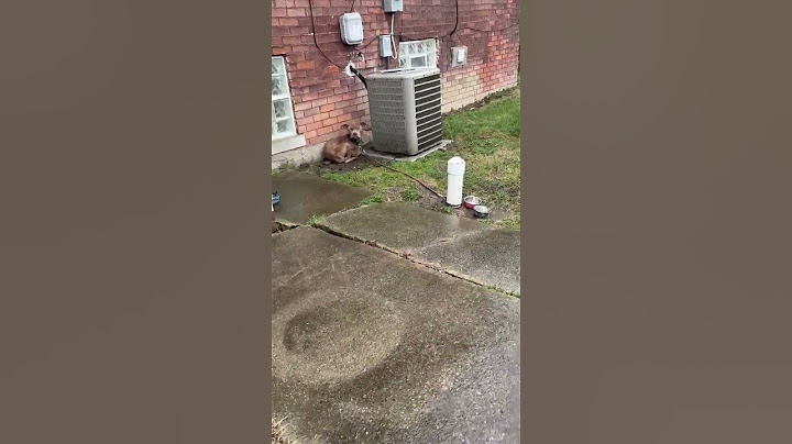 CRUELTY: Humans Abuse Skin-And-Bone Puppy, So Frightened He Ducks From Everyone [STORY BELOW]