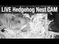 Live hedgehog nest box cam