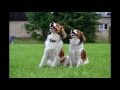 Agility kooikerhondje, Agikoo presentation 2015 の動画、YouTube動画。