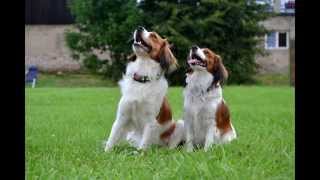 Agility kooikerhondje, Agikoo presentation 2015