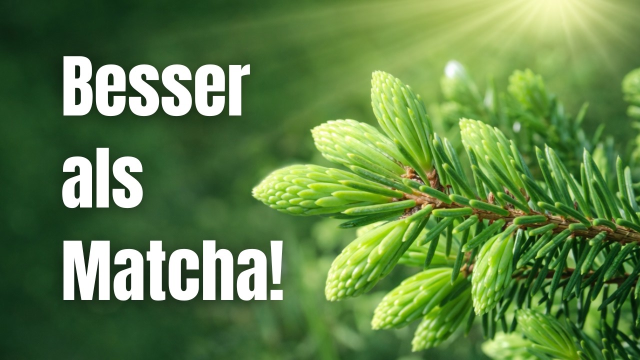 Fichte: gesünder als Matcha und Grüner Tee zusammen! Heimisches Superfood vor deiner Haustür 🌿
