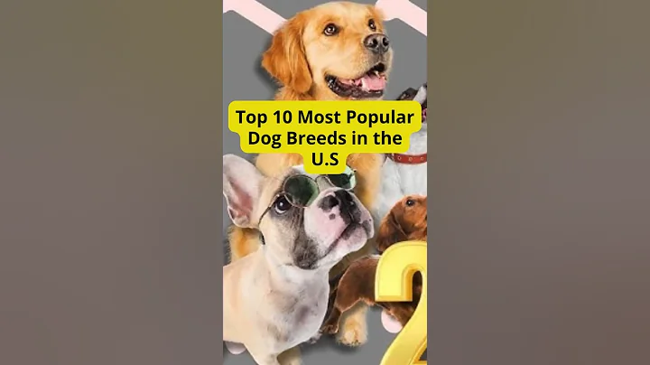 Top 10 Most Popular Dog Breeds in the U.S #shorts #shortvideo #animals #dog #dogbreed
