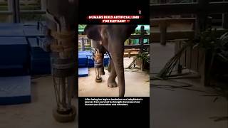 🚨 Elephant Prosthetic Leg 😳🐘 | Biomedical Engineering &amp; Animal Prosthetics Explained 🚨