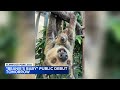 Elmwood Park Zoo Introduces Baby Sloth Named Beanie S Baby 