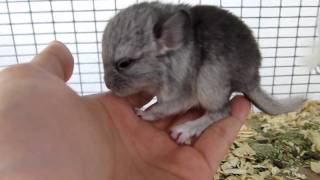 Baby Chinchilla's First Time
