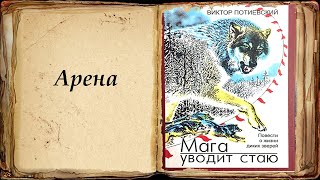 &quot;Арена&quot; &quot;Мага уводит стаю&quot; Потиевский Виктор