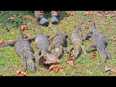 WILD HUNTER: BERBURU BIAWAK MONSTER DI SARANG NYA‼️ PETANI HISTERISS