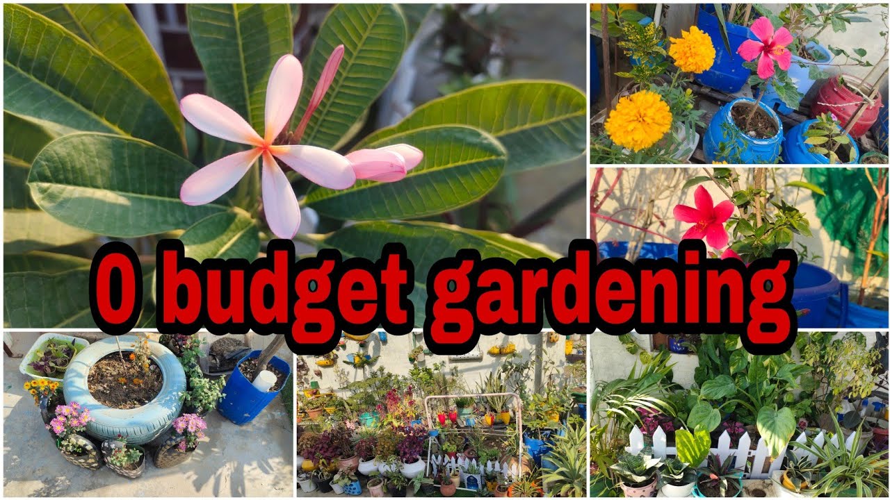 low-budget-terrace-gardening-ll-ll