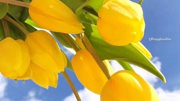 يأيها الذين ءامنوا إن كثيرا الربع الخامس من الجزء العاشر من سورة التوبة الحصري المعلم للقران الكريم